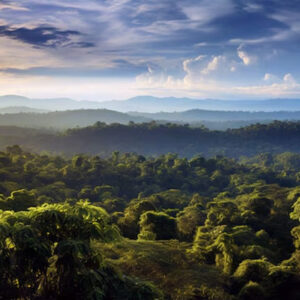 hutan amazon penghasil utama oksigen