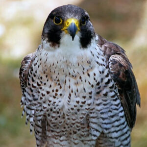 peregrine falcon burung tercepat