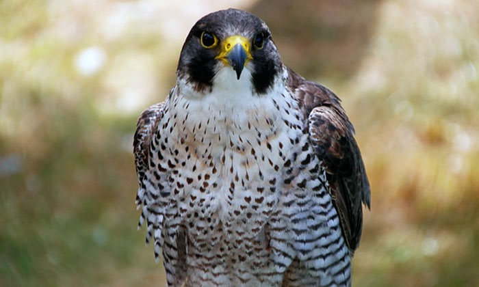 peregrine falcon burung tercepat